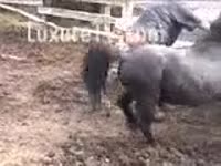 Zoo Film - Black pony drilled a excited floozy